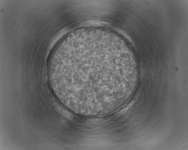 X0000072971075200608211316