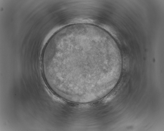 X0000072971094200608211316