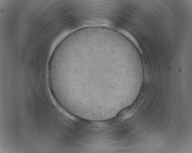 X0000072971096200608211316