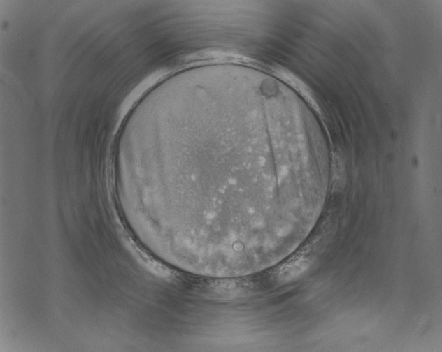 X0000072971098200608211315