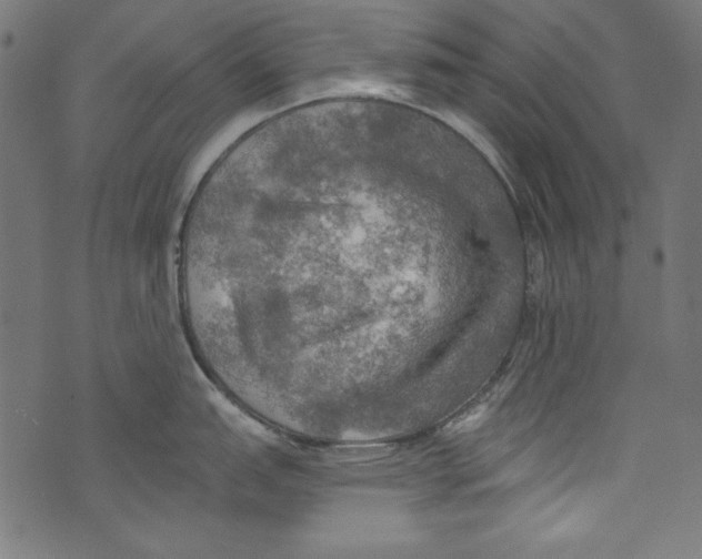 X0000072971151200608211315