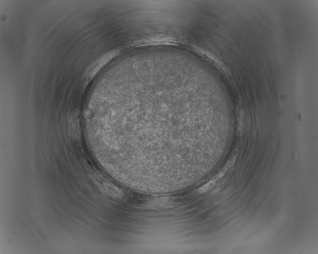 X0000072971162200608211314