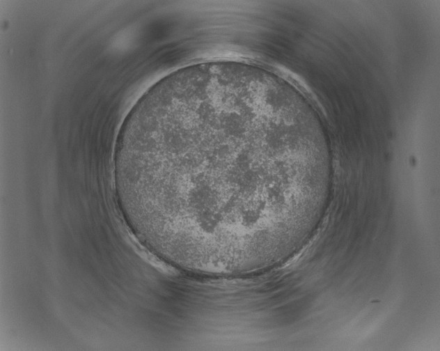 X0000072971236200608211314