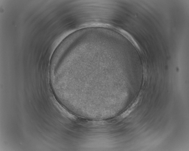 X0000072971244200608211314