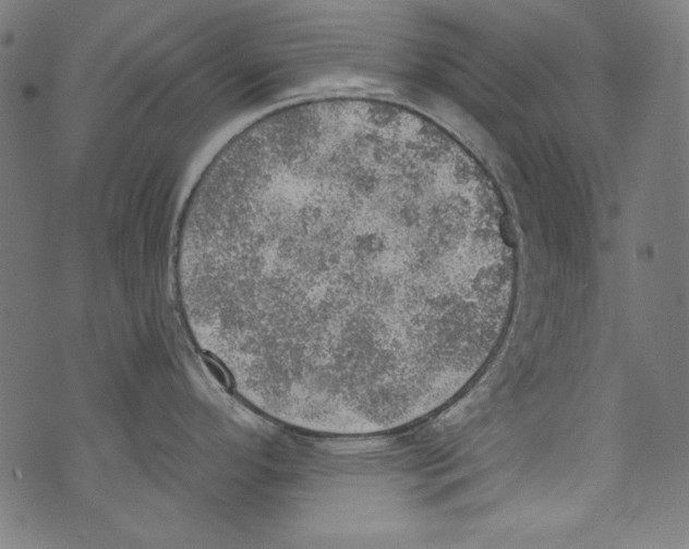 X0000072971296200608211312