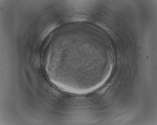 X0000072971306200608211312