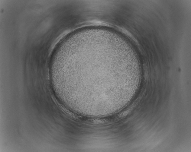 X0000072971318200608211312