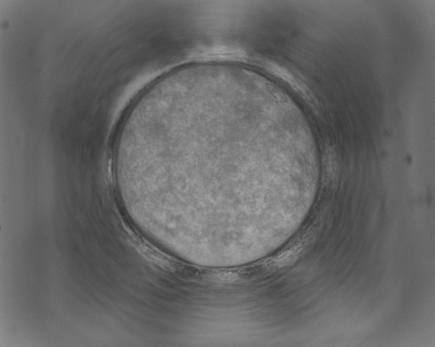 X0000072971462200608211310