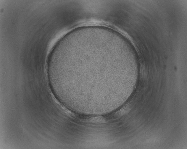 X0000072971464200608211310