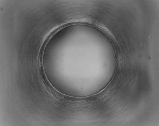 X0000072980628200607211006