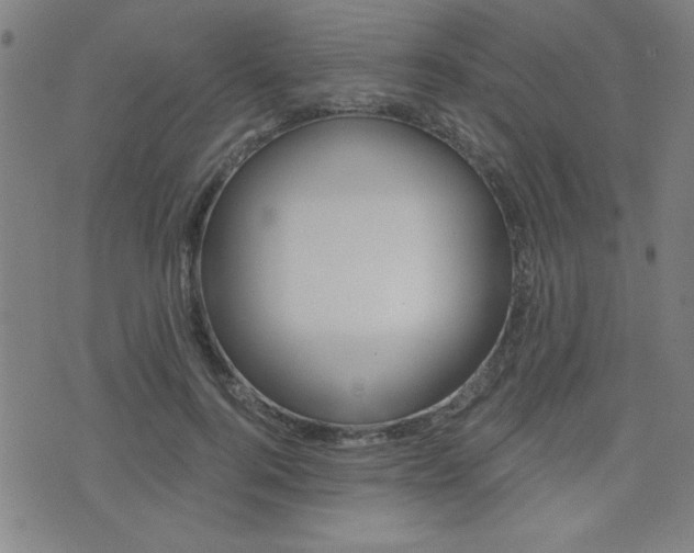 X0000072980744200607211005