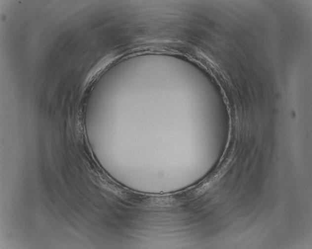X0000072981354200607210955