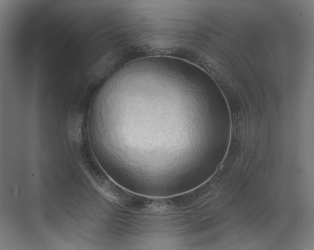 X0000072980742200607211249
