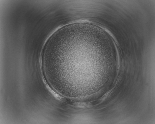 X0000072981054200607211244