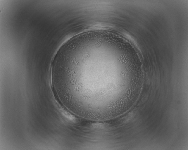 X0000072981227200607211241