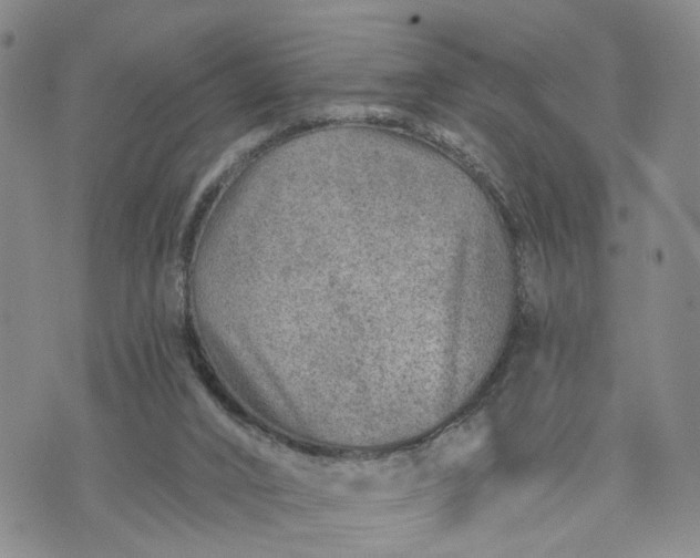 X0000072980016200608041254