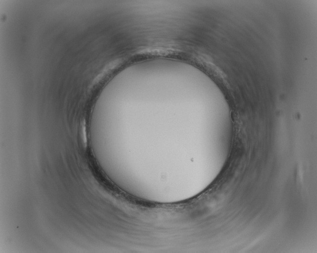 X0000072980020200608041254