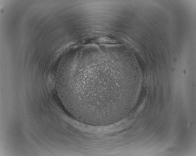 X0000072980043200608041254