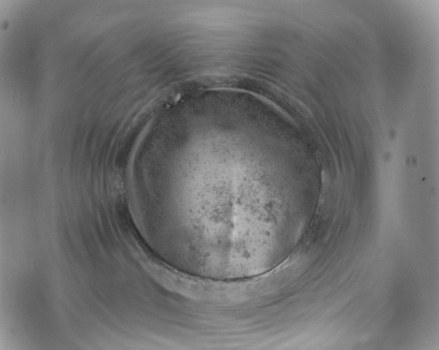 X0000072980048200608041254