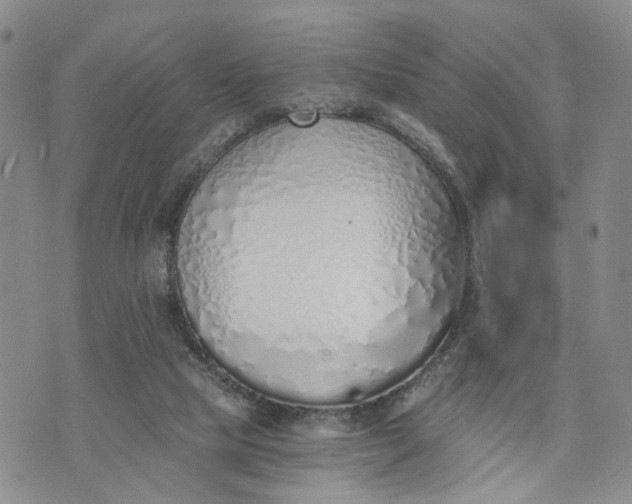 X0000072980065200608041253