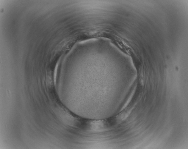 X0000072980085200608041254