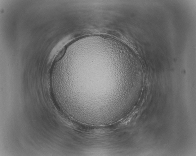 X0000072980103200608041253