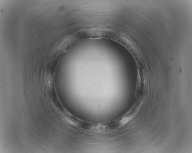 X0000072980125200608041253