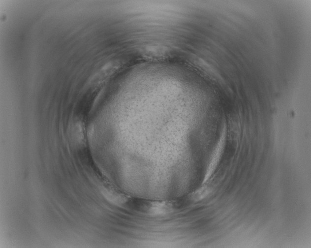 X0000072980130200608041253