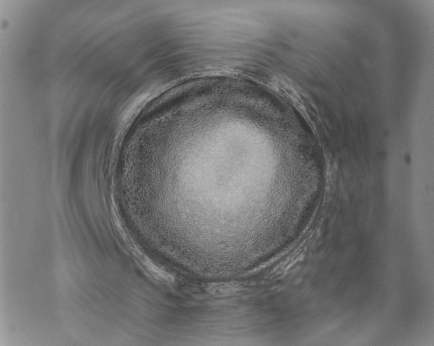 X0000072980145200608041252