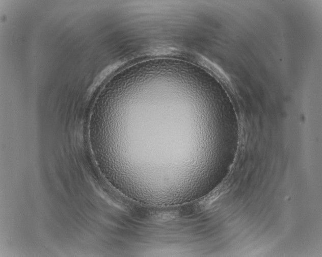 X0000072980155200608041252