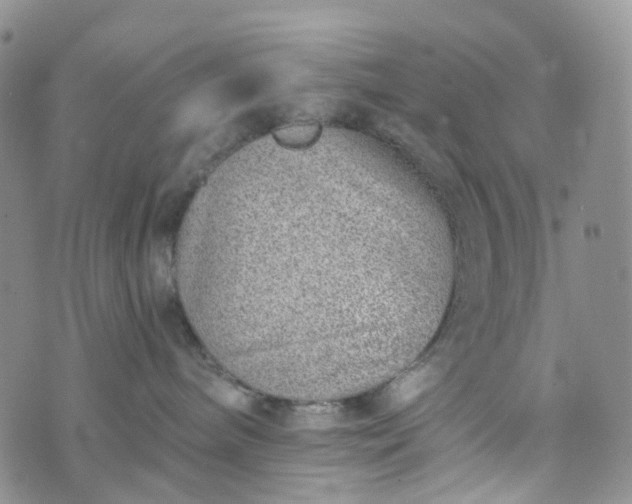 X0000072980240200608041251