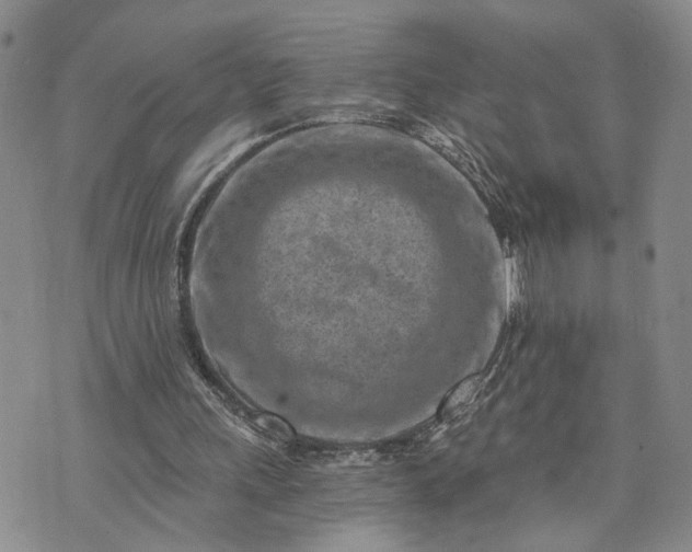 X0000072980243200608041250