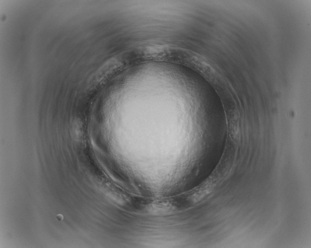 X0000072980270200608041250