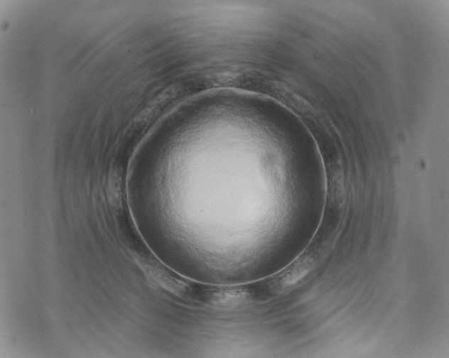 X0000072980274200608041250