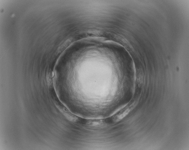 X0000072980285200608041251