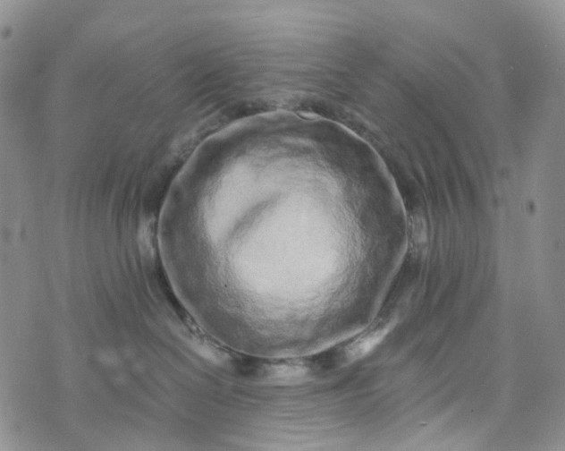 X0000072980286200608041251