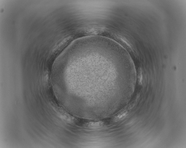 X0000072980314200608041250