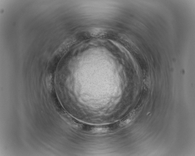 X0000072980319200608041249