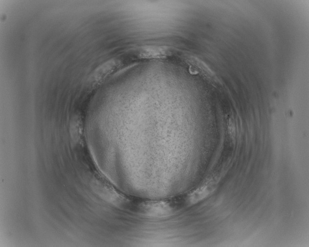 X0000072980322200608041249