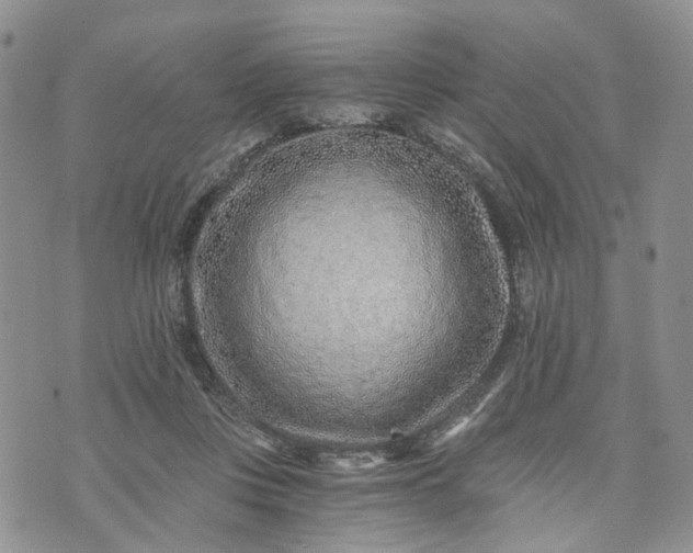 X0000072980359200608041249