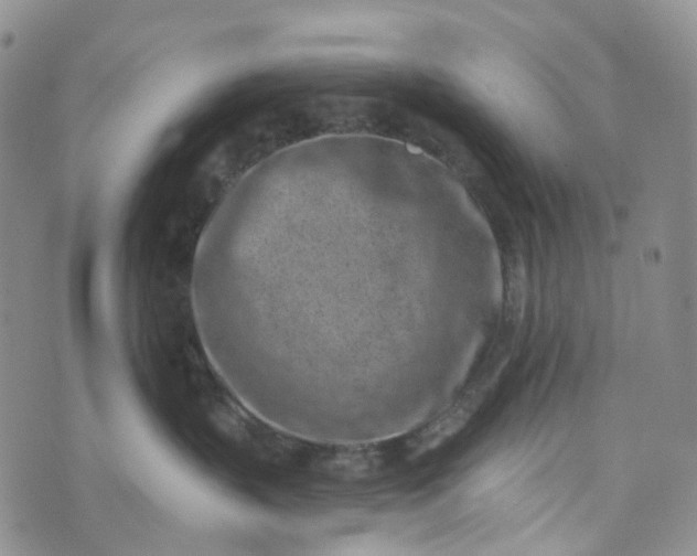 X0000072980383200608041249