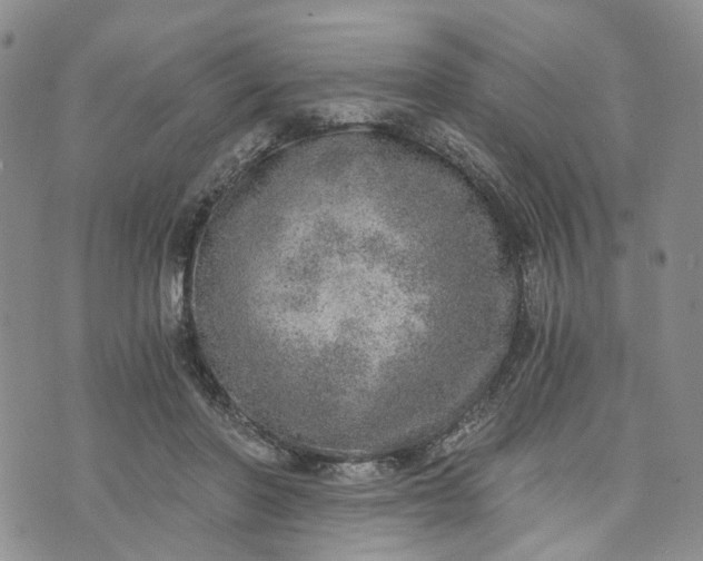 X0000072980406200608041248