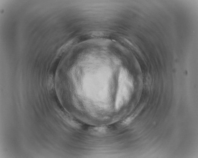 X0000072980478200608041248