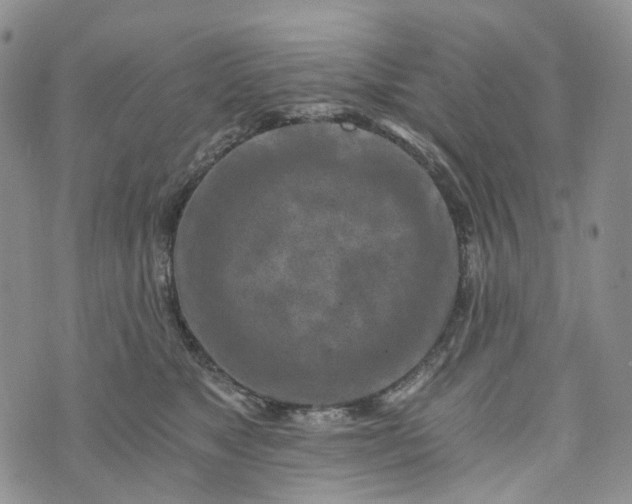 X0000072980517200608041246