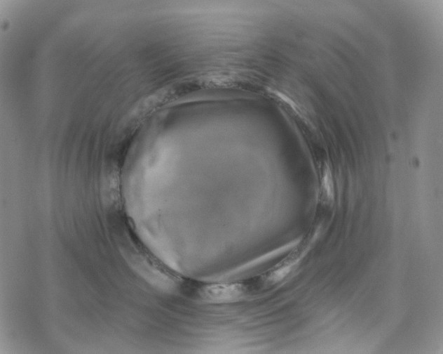 X0000072980526200608041246