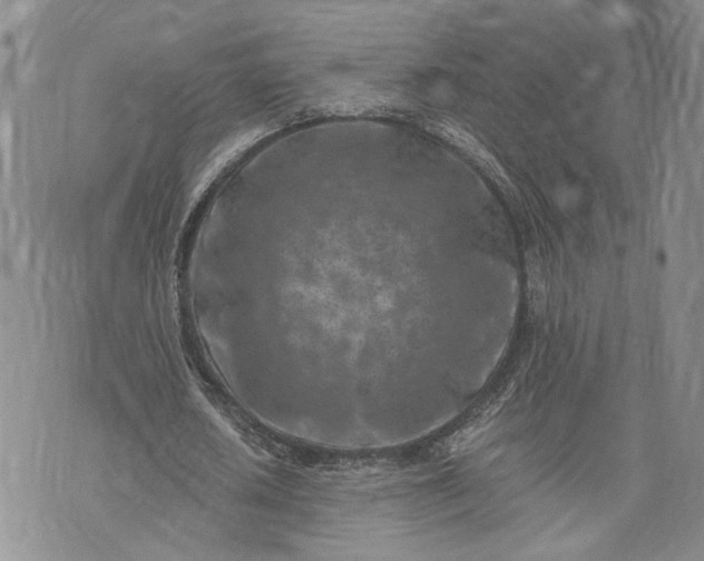 X0000072980626200608041244