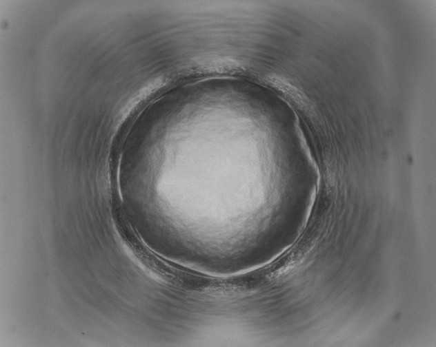 X0000072980630200608041244