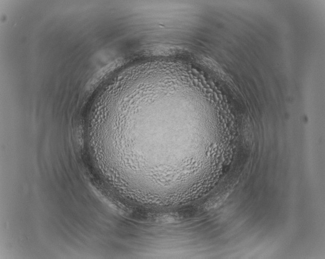 X0000072980683200608041244