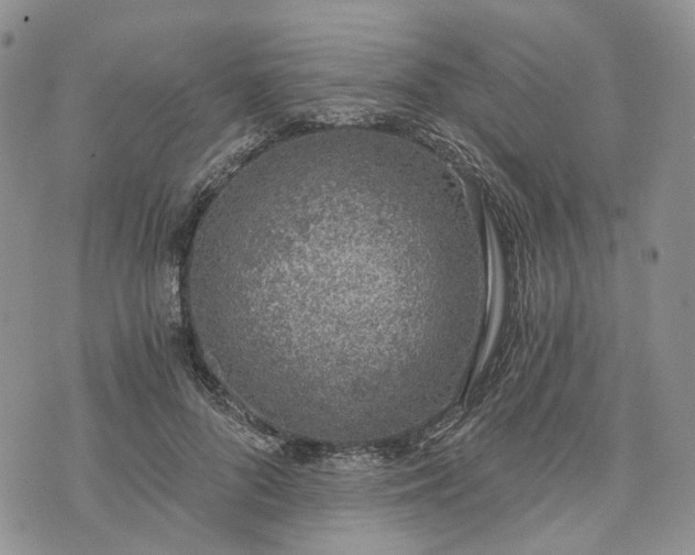 X0000072980696200608041243