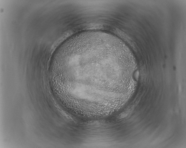 X0000072980721200608041242